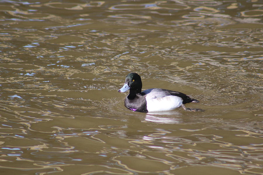 Bird Photograph - Lesser Scaup by Callen Harty Bird Photograph - Lesser Scaup by Callen Harty