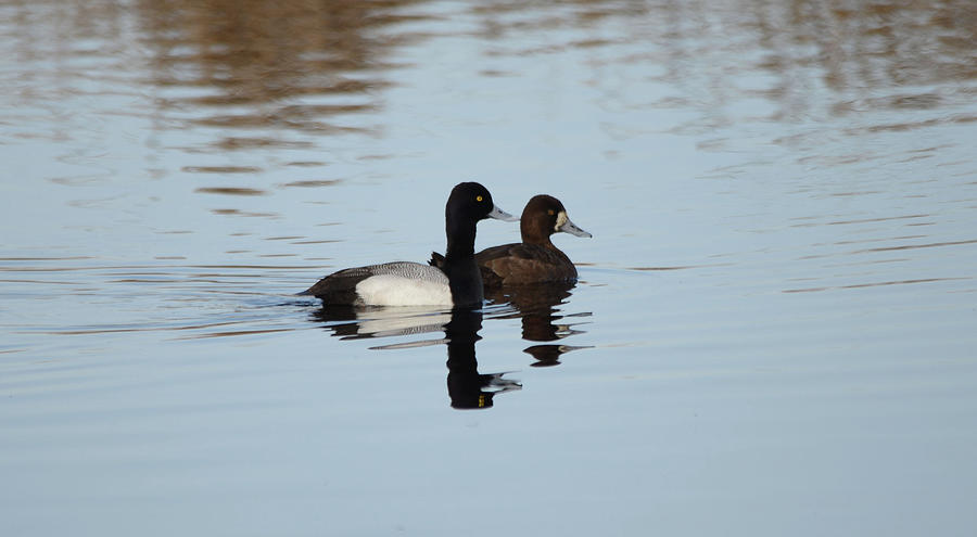Lesser Scaup - Drake and Hen Photograph by Whispering Peaks Photography