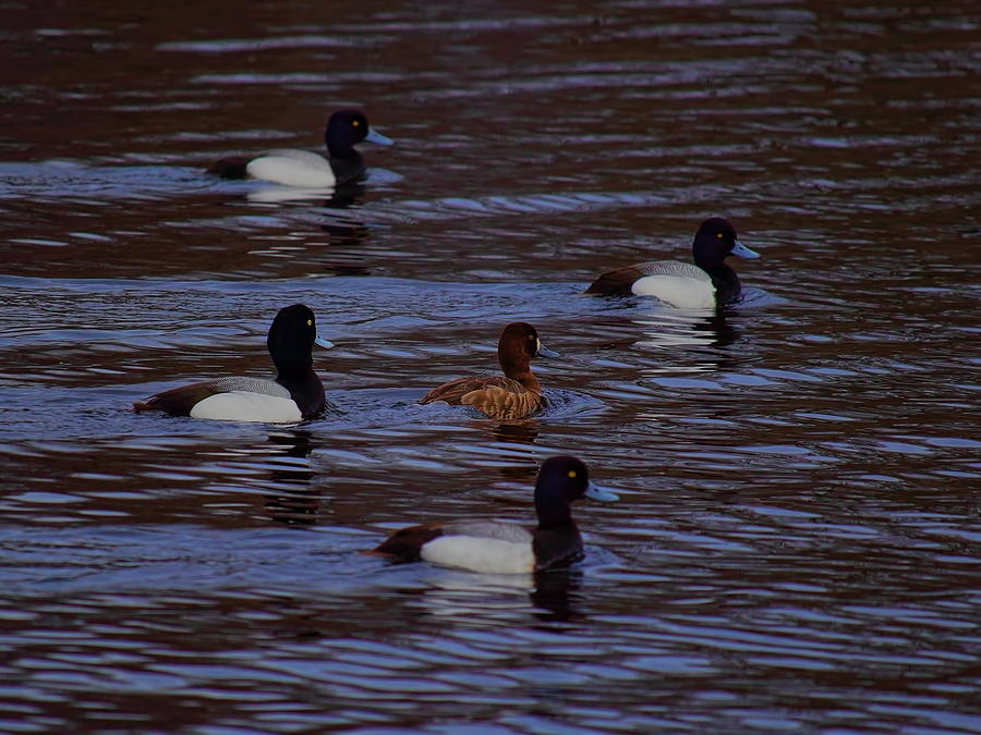 Lesser Scaup Hen And Escorts Photograph by Dale Kauzlaric