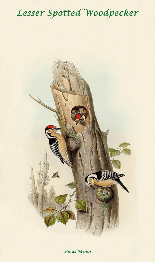 Lesser Spotted Woodpecker Painting by John Gould