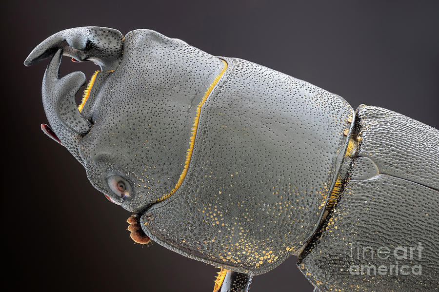 Nature Photograph - Lesser Stag Beetle by Ozgur Kerem Bulur/science Photo Library