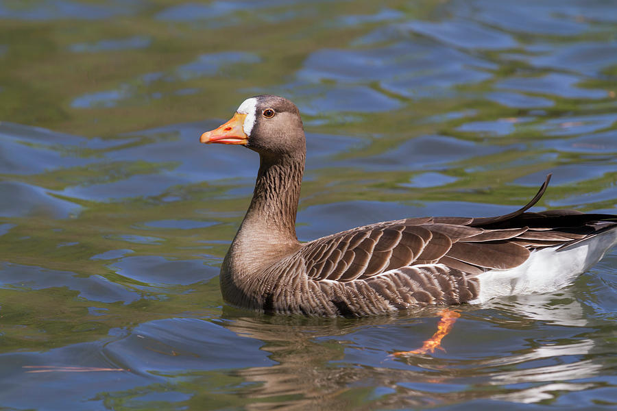 Lesser White-fronted Goose Photograph By Ivan Kuzmin - Fine Art America