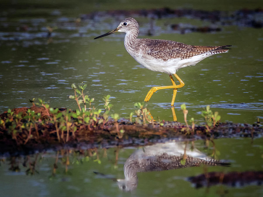 Greater Yellow Legs 3208-092518-1cr Photograph by Tam Ryan
