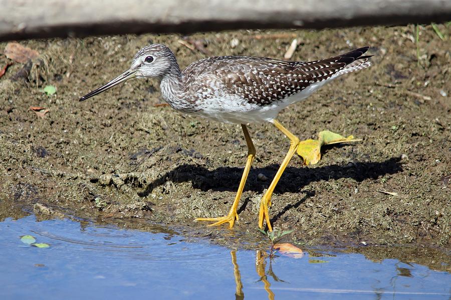 Lesser Yellowlegs By the Water Photograph by Marlin and Laura Hum