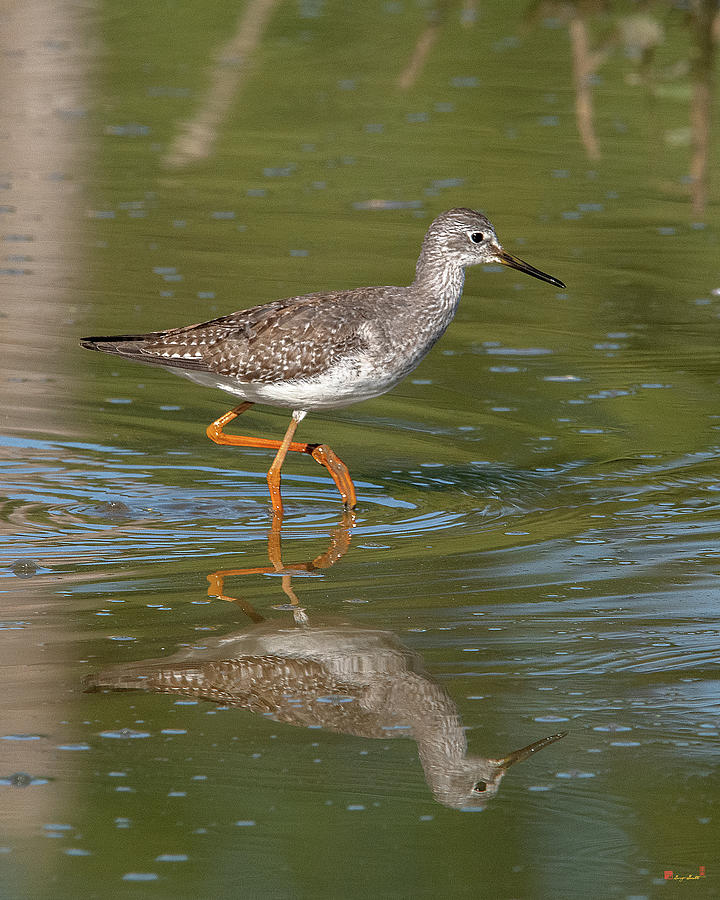 Lesser Yellowlegs Sandpiper DMSB0198 by Gerry Gantt Lesser Yellowlegs Sandpiper DMSB0198 by Gerry Gantt