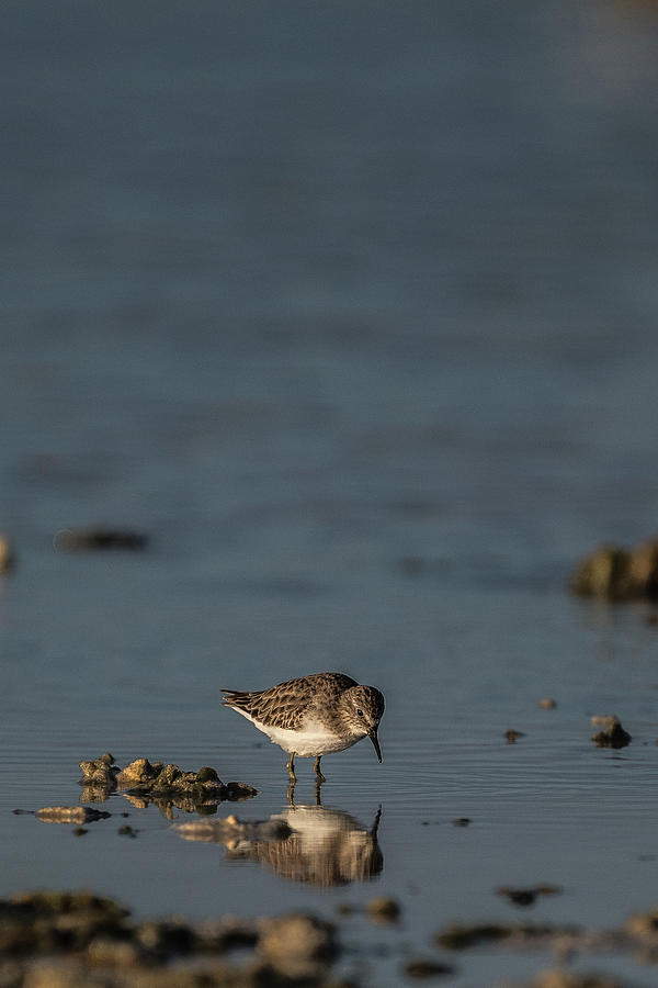 Lesser Yellowlegs (tringa Flavipes), San Carlos, Baja California Sur ...