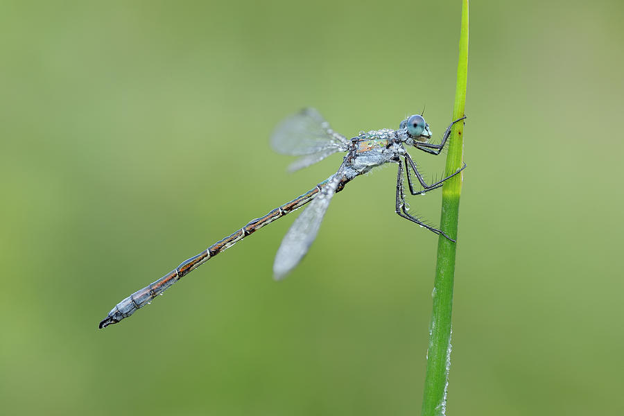 Lestes Dryas Male Emerald Spreadwing Photograph by Martin Ruegner