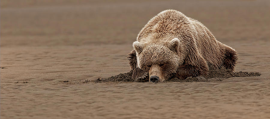 Let a Sleeping Bear Lie Photograph by Gary Langley