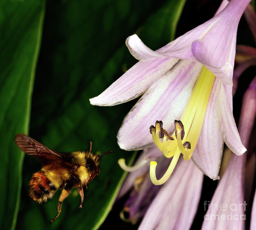 Nature Photograph - Let It Bee - Macro Photography Of Bees 7 by Terry Elniski