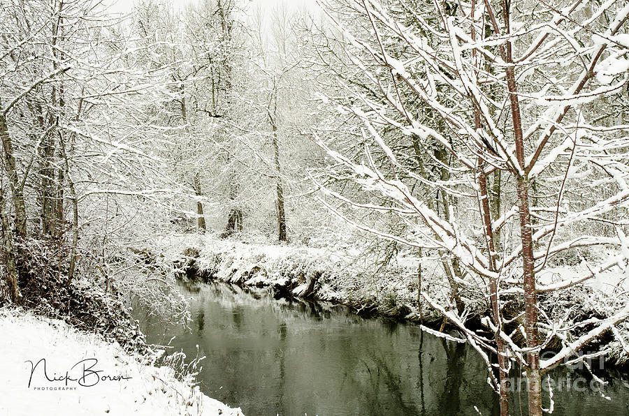 Tree Photograph - Let It Snow by Nick Boren