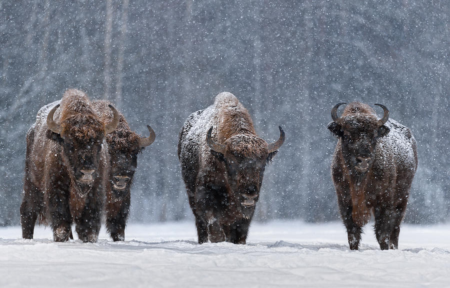Bison Photograph - Let It Snow.. by Vlad Sokolovsky