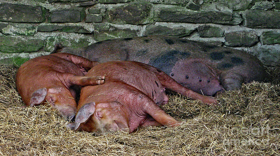 Let Sleeping Pigs Lie by PJ Boylan Let Sleeping Pigs Lie by PJ Boylan