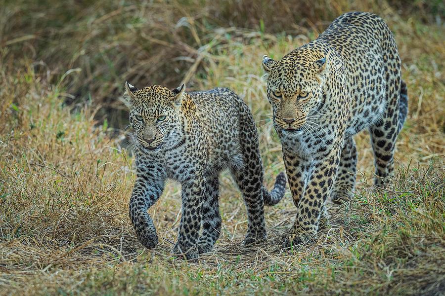Leopard Photograph - Lethal Family by Jeffrey C. Sink