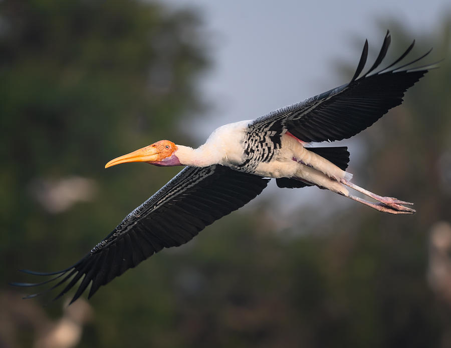 Wildlife Photograph - Lets Fly by Chiranjib Chakraborty