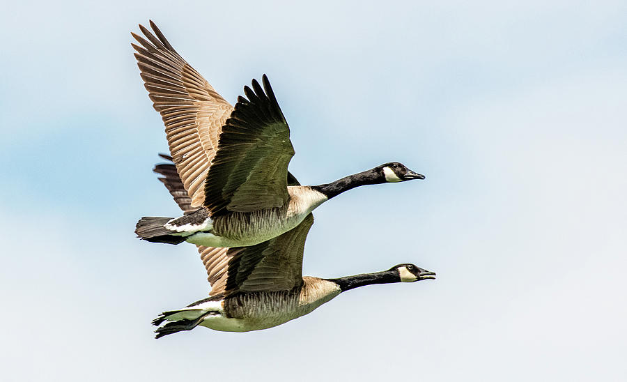 Canada Geese Photograph - Lets Fly Right by Marcy Wielfaert