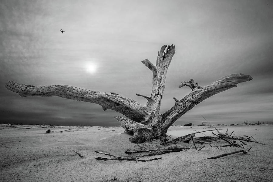 Lets Fly To The Beach - Tree Stump On Tybee Island Beach - Black and  W Photograph by Peter Herman