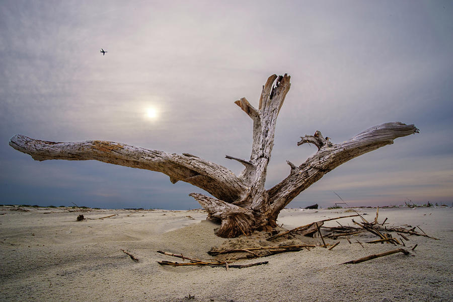 Lets Fly to the Beach -  Tree Stump on Tybee Island Beach - Color Photograph by Peter Herman
