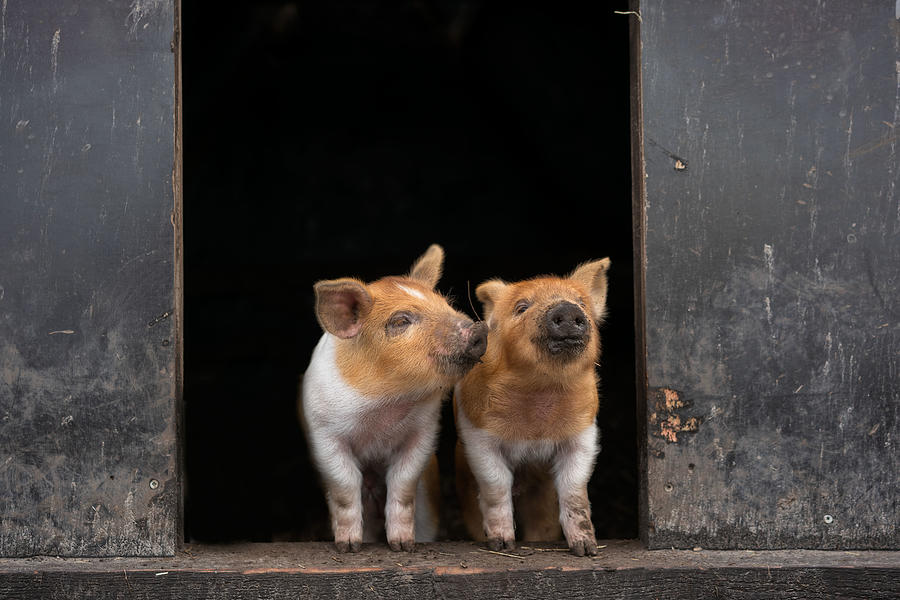 Animal Photograph - Lets Get Dirty! by Gert Van Den Bosch