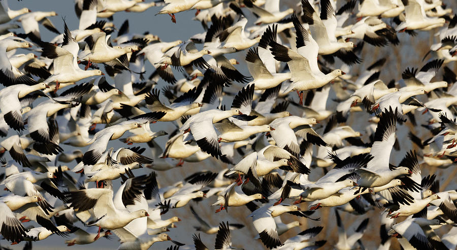 Lets Get the Flock Outta Here -- Rosss Geese at Merced National Wildlife Refuge, California Photograph by Darin Volpe