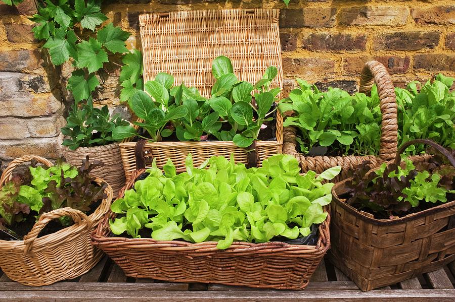 Lettuce And Other Vegetables In Wicker Planters On Terrace Photograph by Linda Burgess