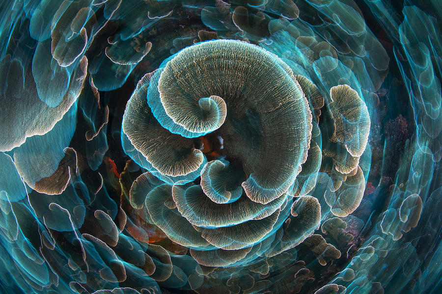 Lettuce Coral Photograph by Barathieu Gabriel