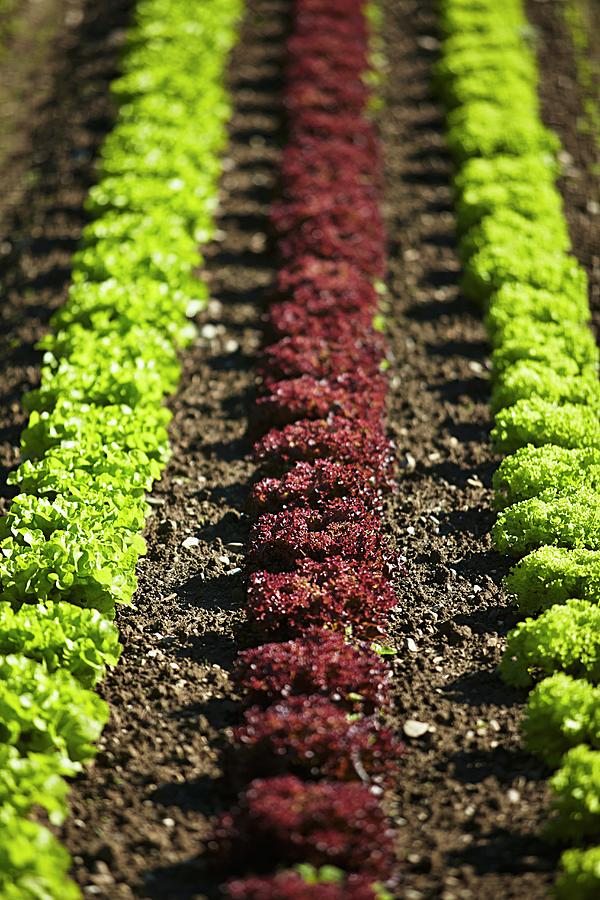 Lettuce Field Photograph by Herbert Lehmann