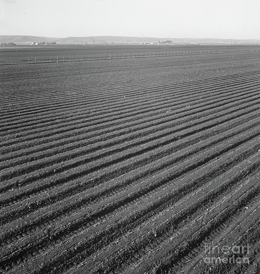 Lettuce Field In Salinas Valley, California, 1939 Photograph by Dorothea Lange