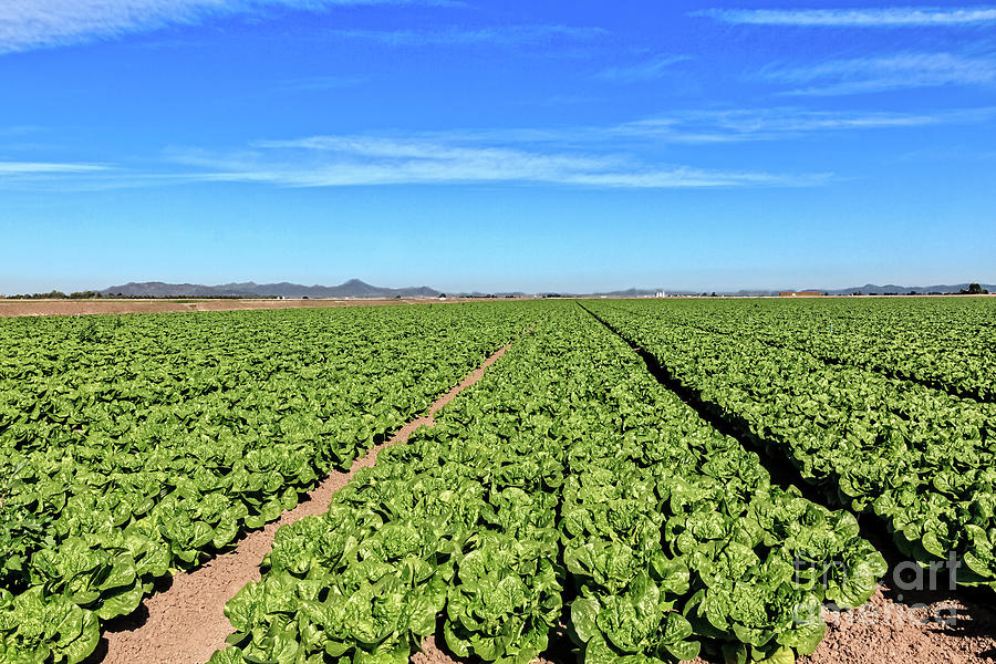 Lettuce Field  Photograph by Robert Bales