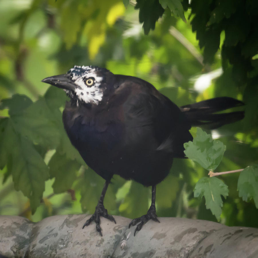 Leucism Grackle Photograph