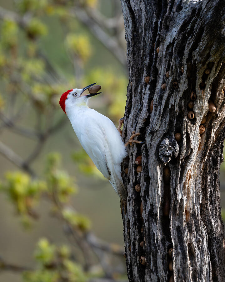 Leucistic Acorn Woodpecker 1 Photograph by Hai Lin - Fine Art America