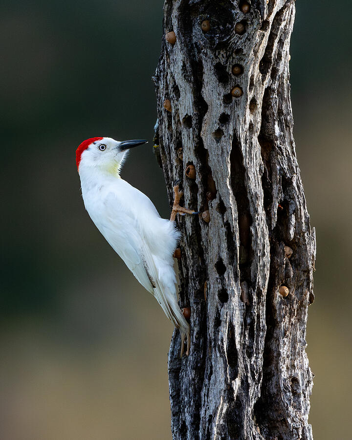 Leucistic Acorn Woodpecker Photograph by Hai Lin - Fine Art America