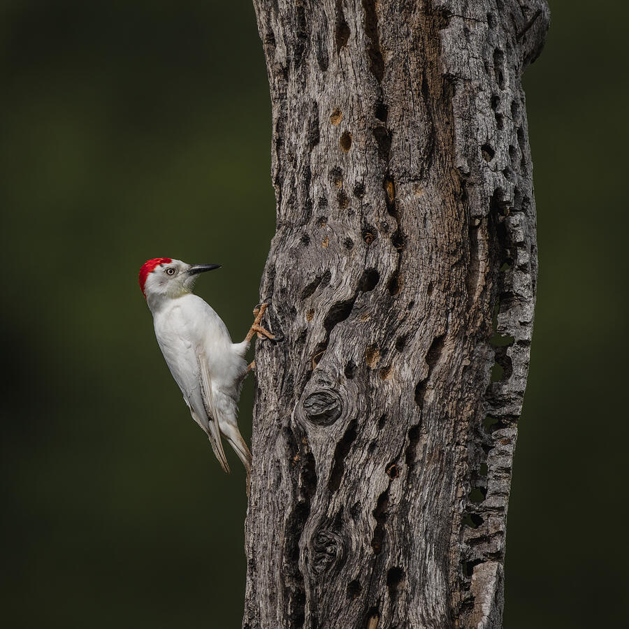 Nature Photograph - Leucistic Acorn Woodpecker by Ling Zhang