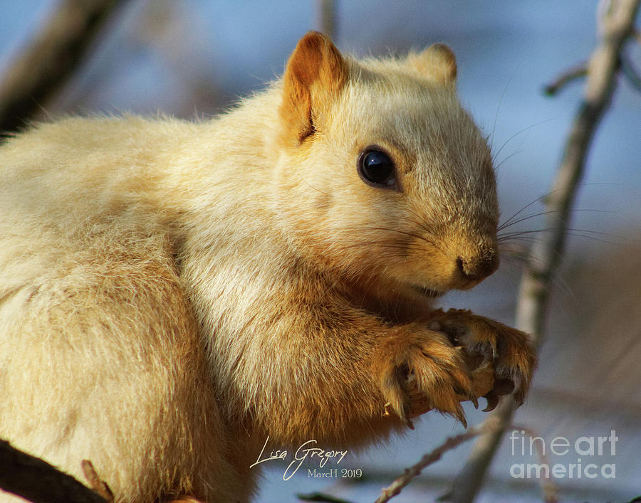 Leucistic Fox Squirrel Photograph by Lisa Gregory