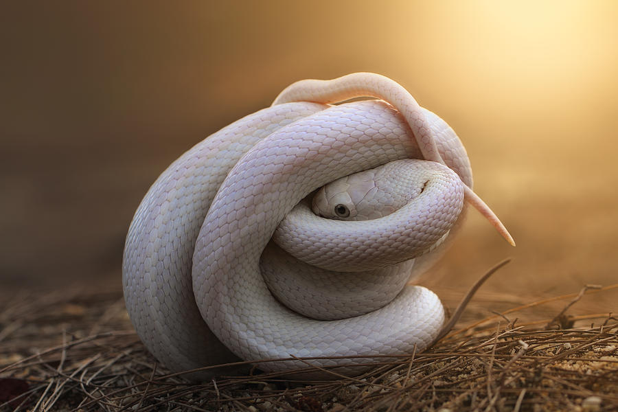 Leucistic Texas Rat Snake by Shikhei Goh