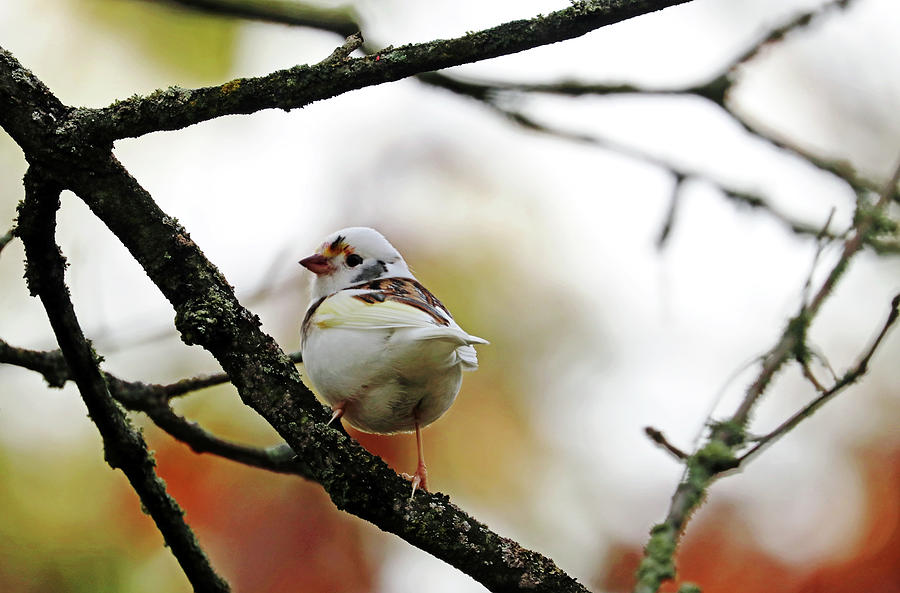Leucistic White Throated Sparrow Photograph by Debbie Oppermann