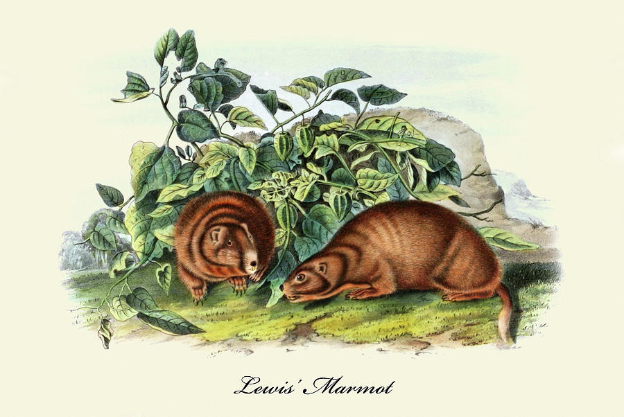 Lewis Marmot Painting by John Joseph Audubon