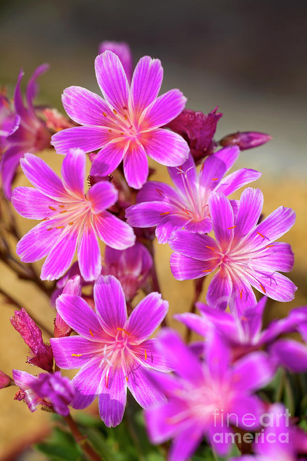 Nature Photograph - Lewisia Cotyledon rose Gem by Dr Keith Wheeler/science Photo Library