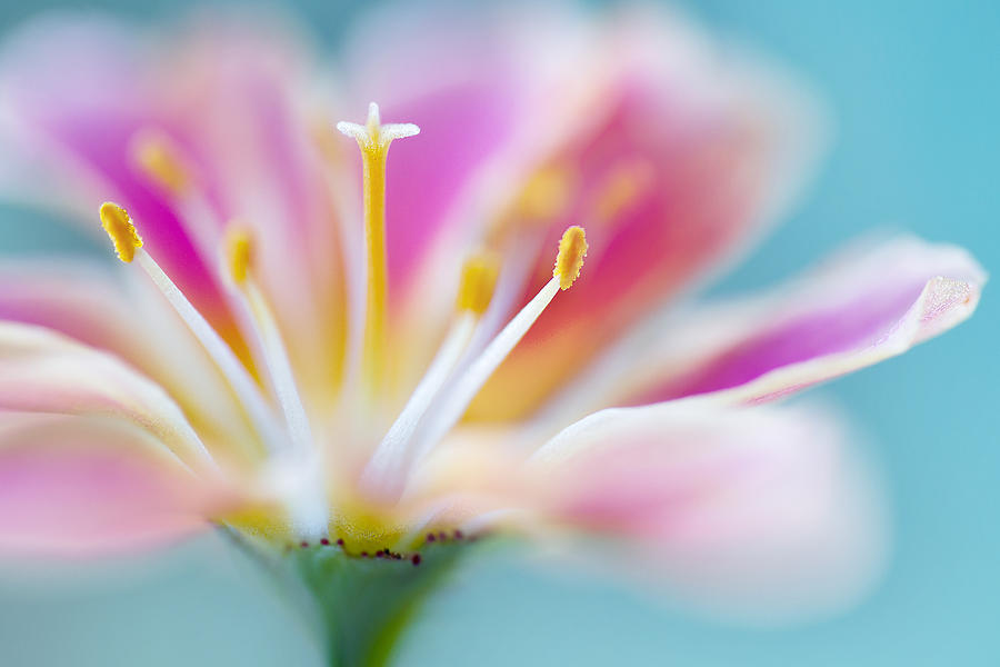 Summer Photograph - Lewisia by Mandy Disher