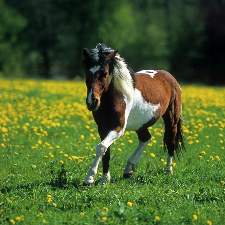 Lewitzer Pony Digital Art By Robert Maier | Fine Art America