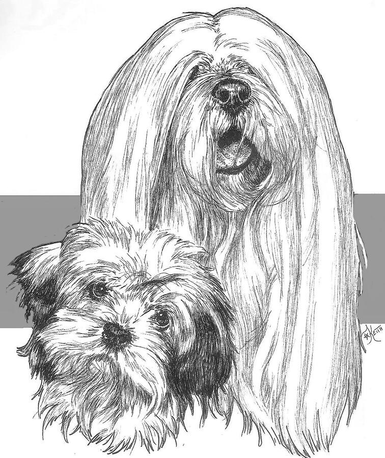 Lhasa Apso and Pup Drawing by Barbara Keith