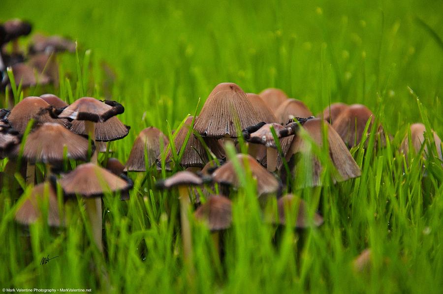 Liberty Cap Mushrooms Photograph by Mark Valentine
