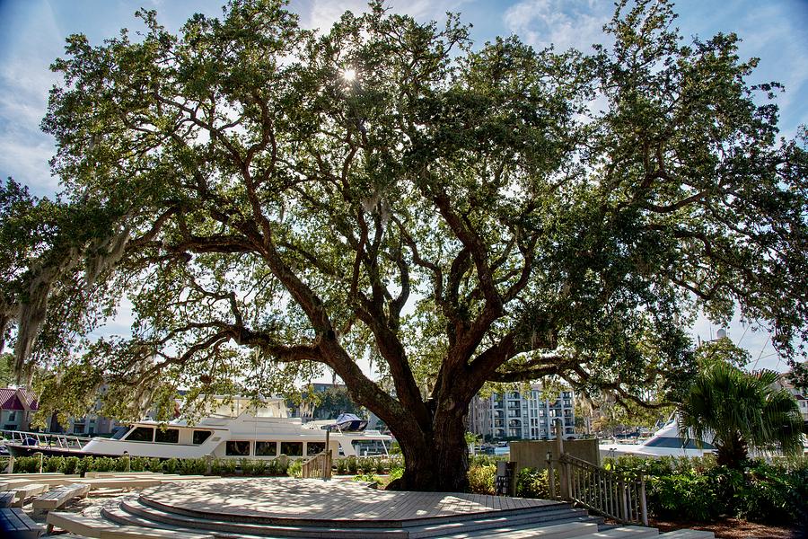 Liberty Oak at Harbour Town Photograph by Dennis Schmidt