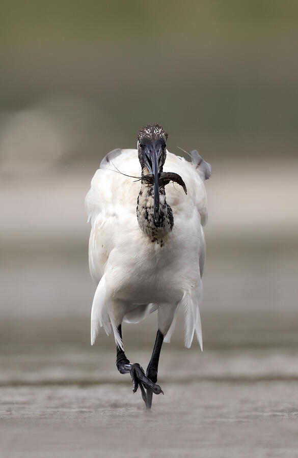 Ibis Photograph - L\ibis E La Sua Preda by Marco Barisone