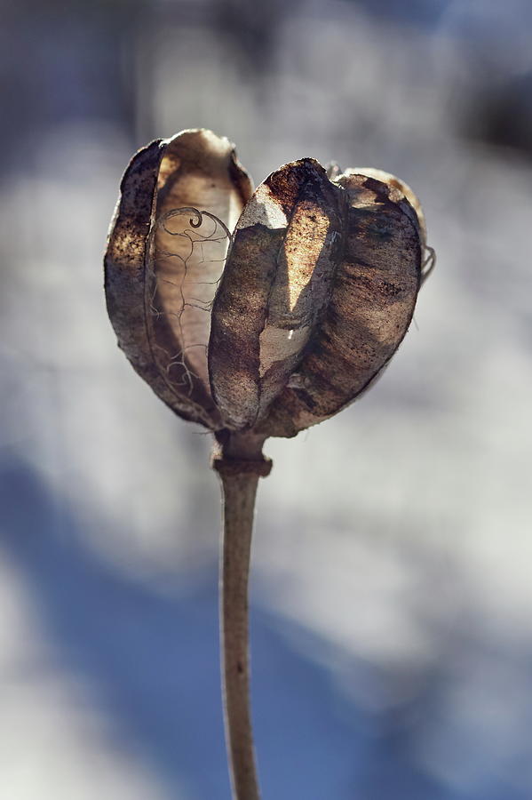 Lice line. Seedcase of the Martagon lily Photograph by Jouko Lehto