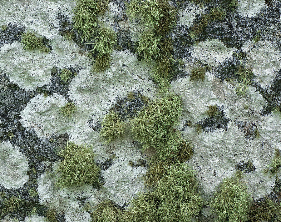 biological-thinking-mosses-lichens-and-succession