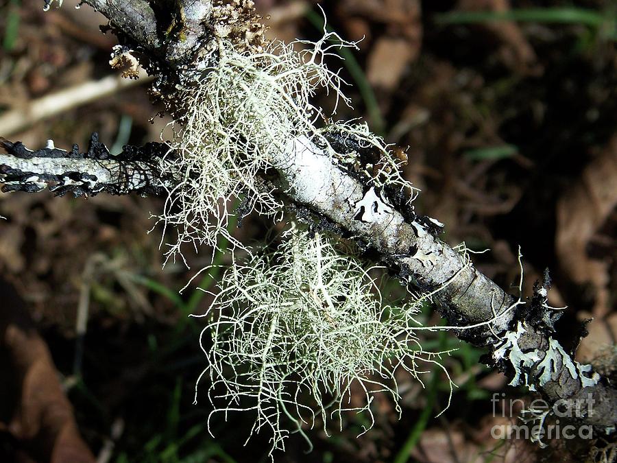 Lichen Branch Photograph by Julie Rauscher