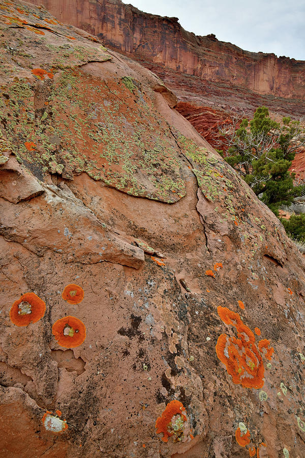 Lichen Covered Boulder along Utah 191 Photograph by Ray Mathis