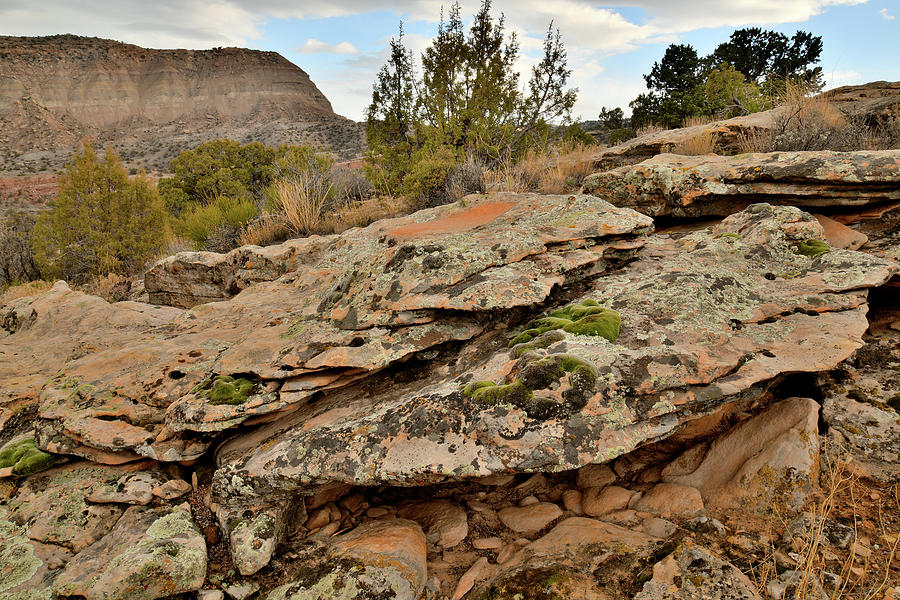 Lichen Covered Ledge in Colorado National Monument Photograph by Ray Mathis