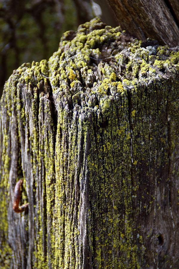 Lichen  Photograph by Linda L Brobeck