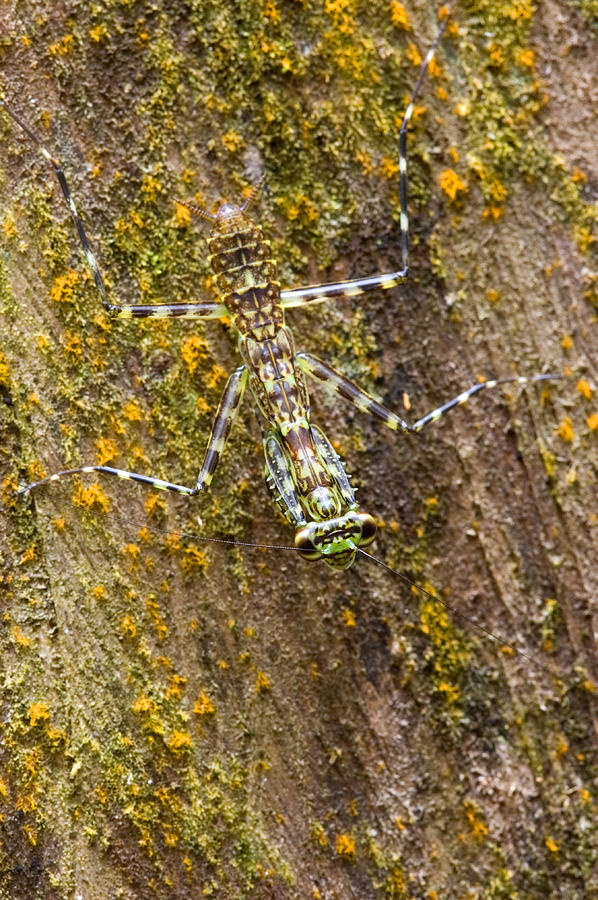 Lichen Mantis On Bark Photograph by Michael Lustbader